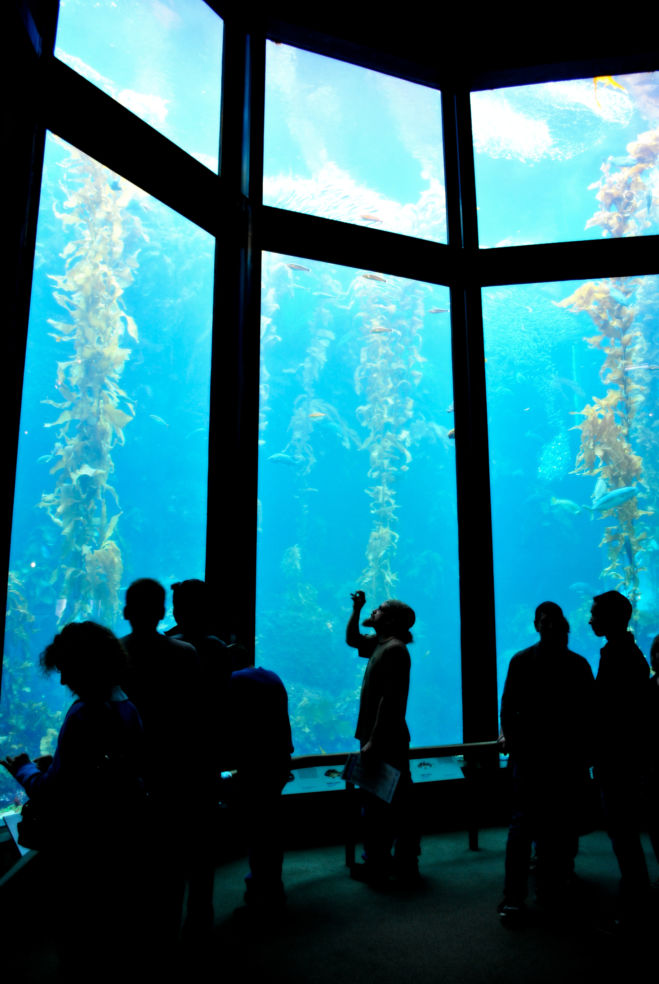 Monterey Bay Aquarium