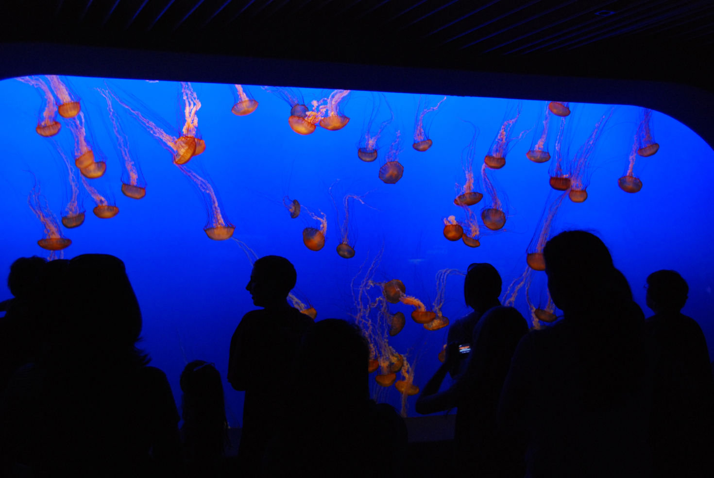 Monterey Aquarium