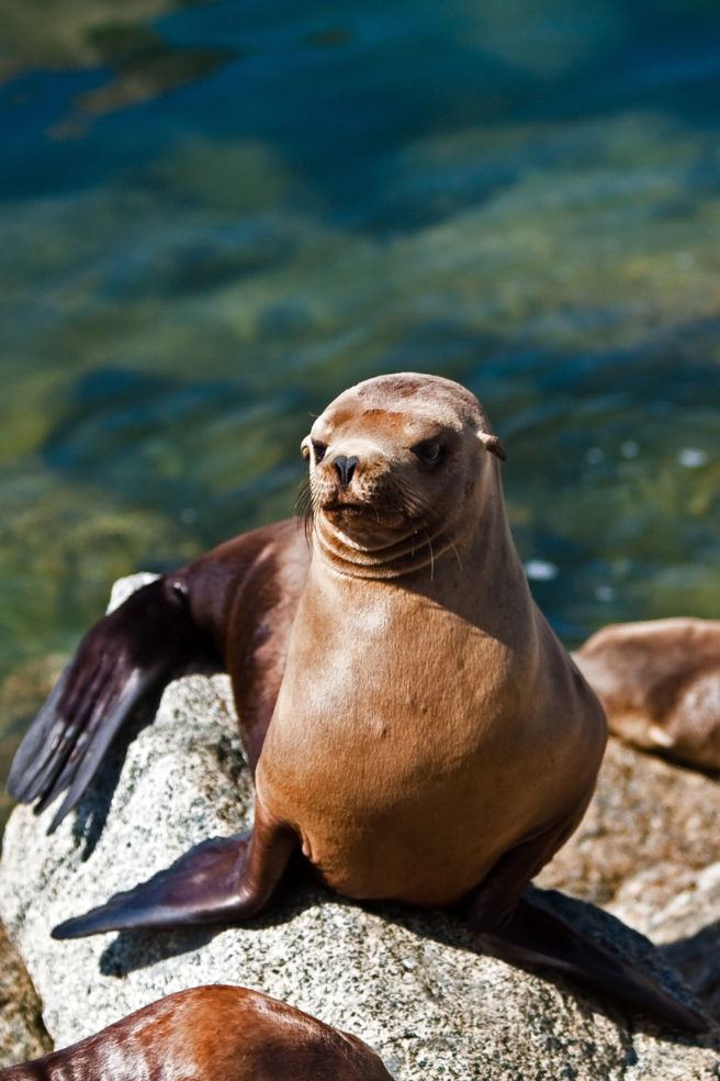 A California sea lion