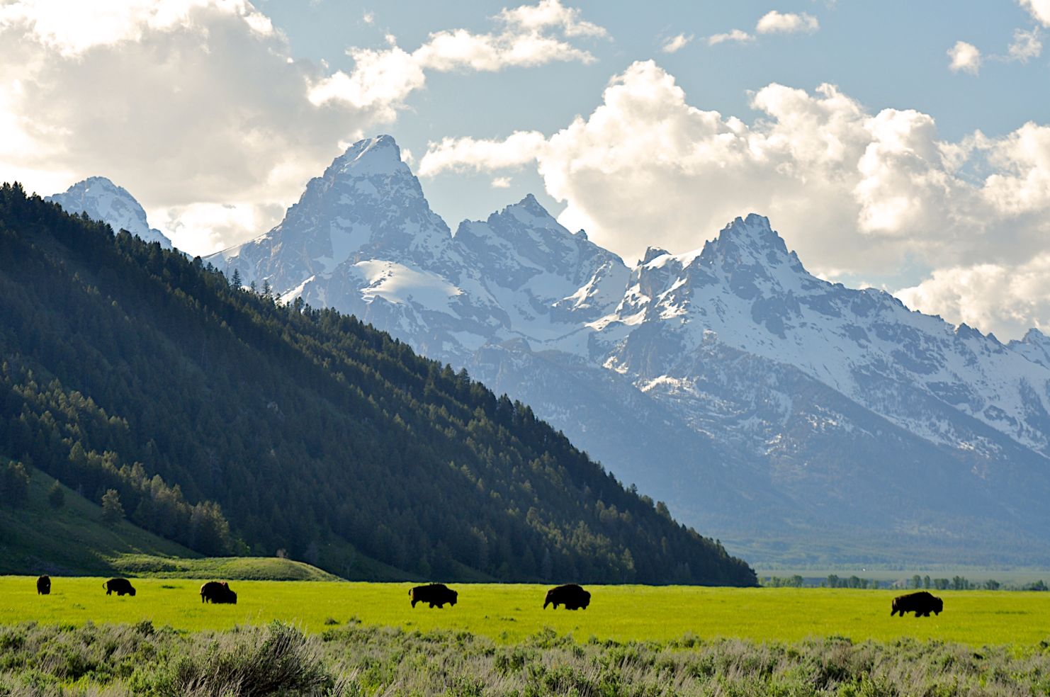 Ecotour Adventures, Grand Teton National Park, Jackson Hole, Wyoming, bisons