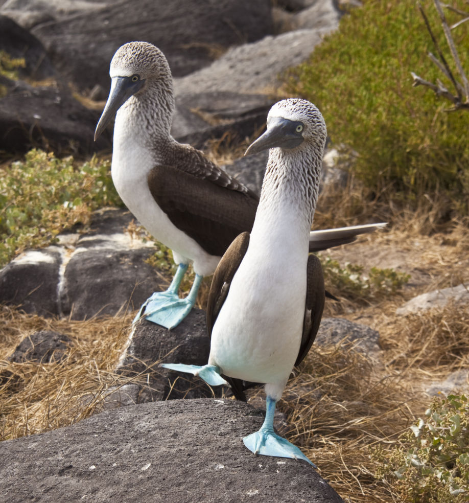 Blue-footed boobies in the Galapagos
