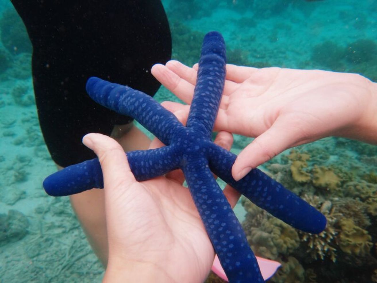 Blue Starfish