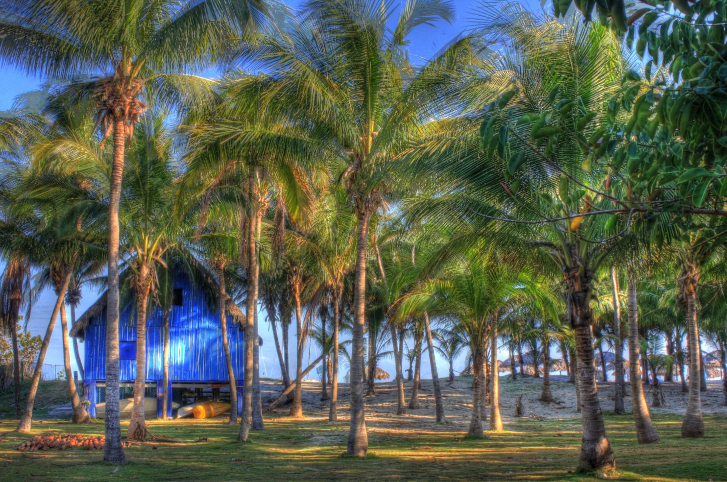 Boat shed and Palm trees on the beach in cuba
