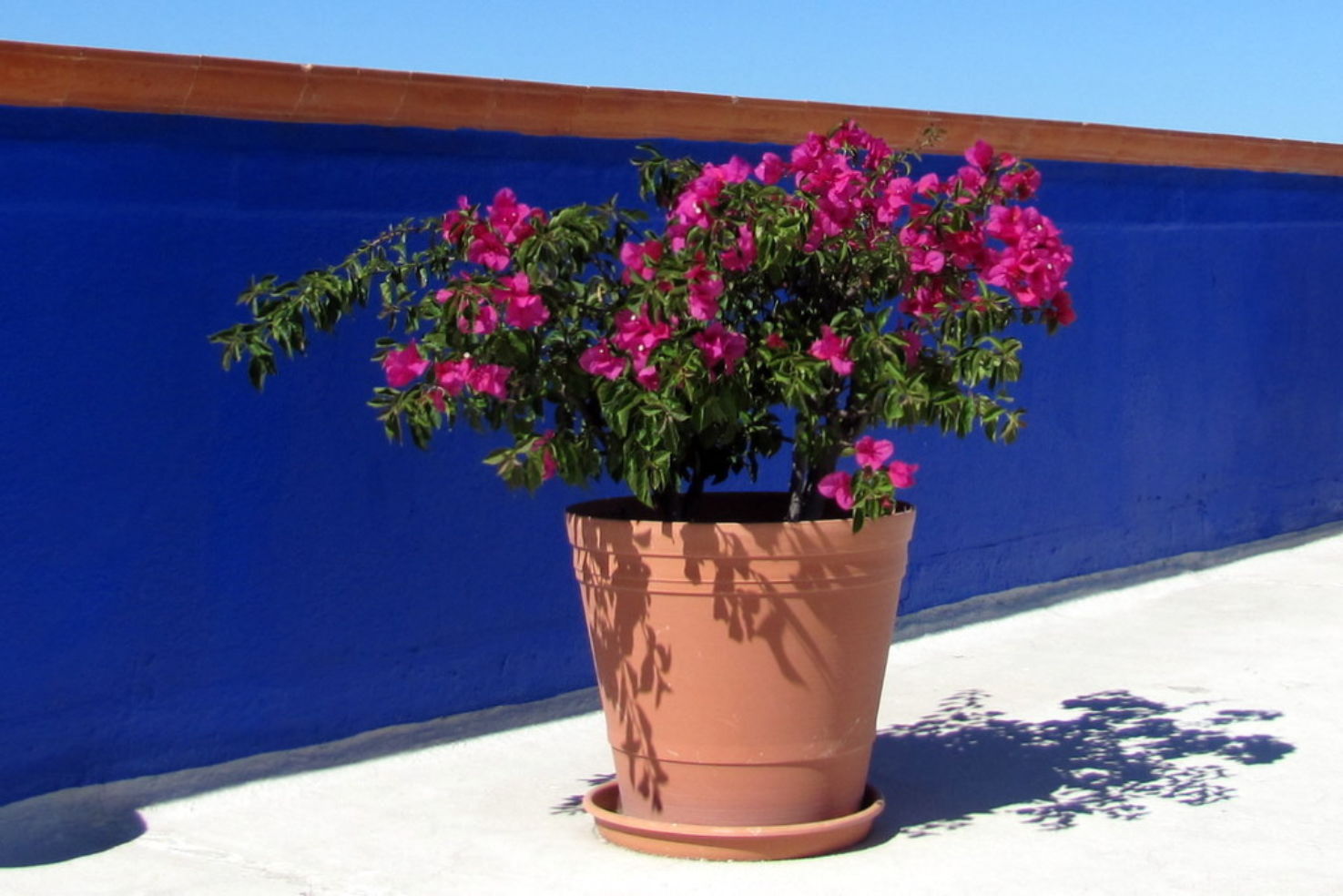 bougainvillea flowers in Puerto Vallarta