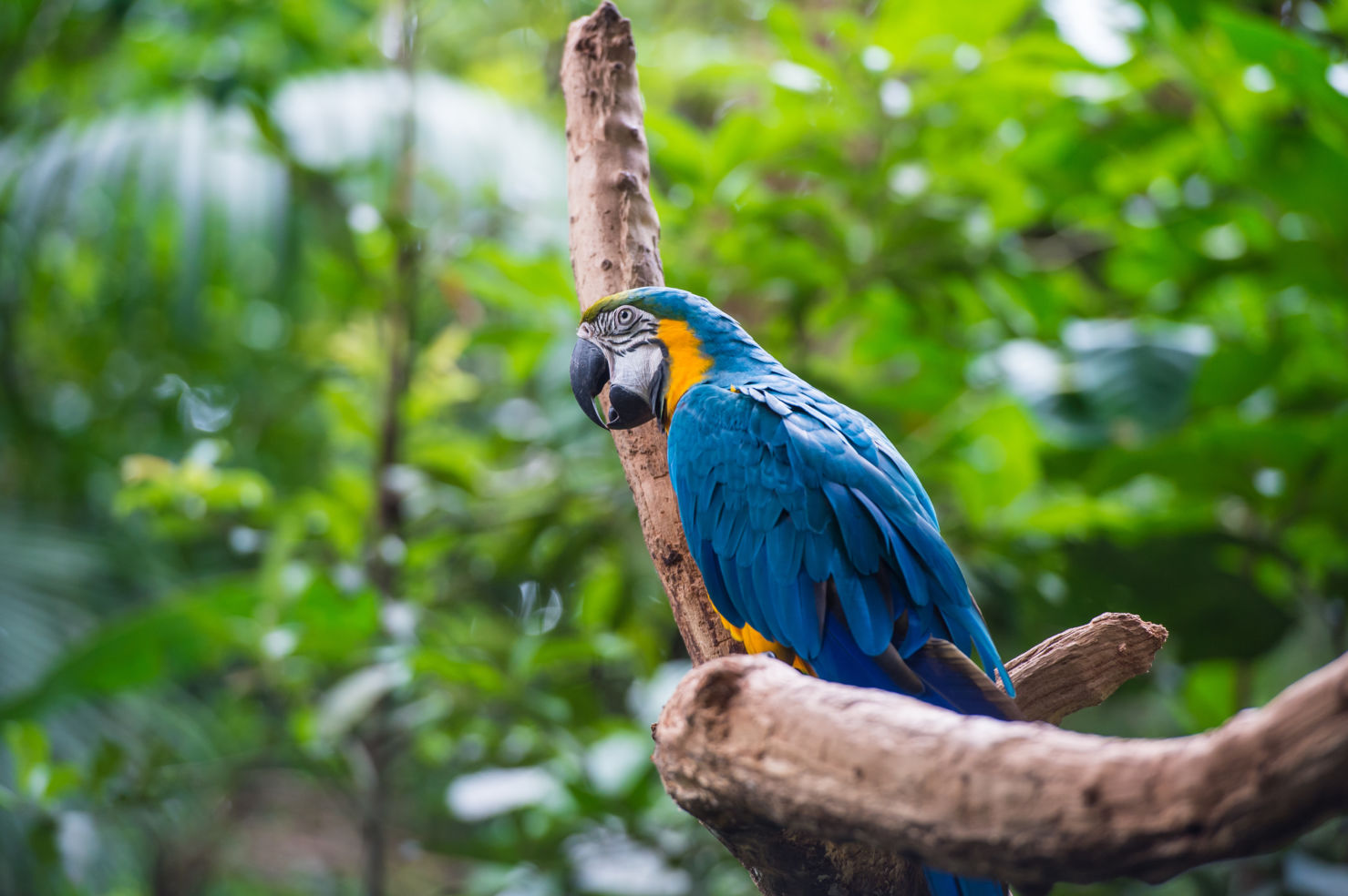 Brazil_parrot