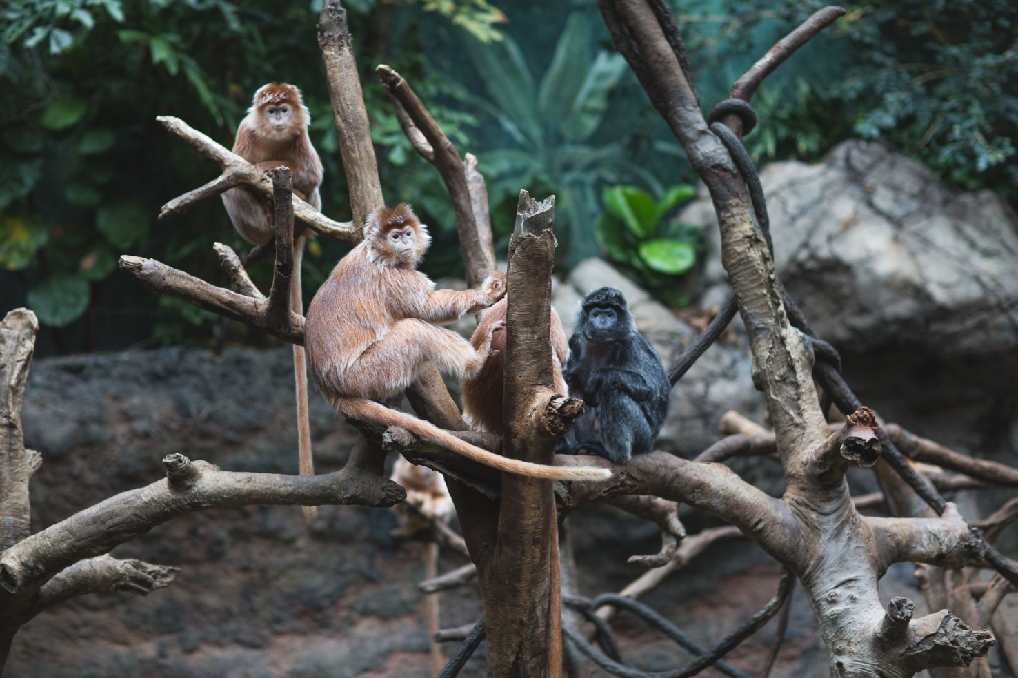 Visit the langurs, named for their long tails, in the Bronx Zoo’s Jungle World exhibit.