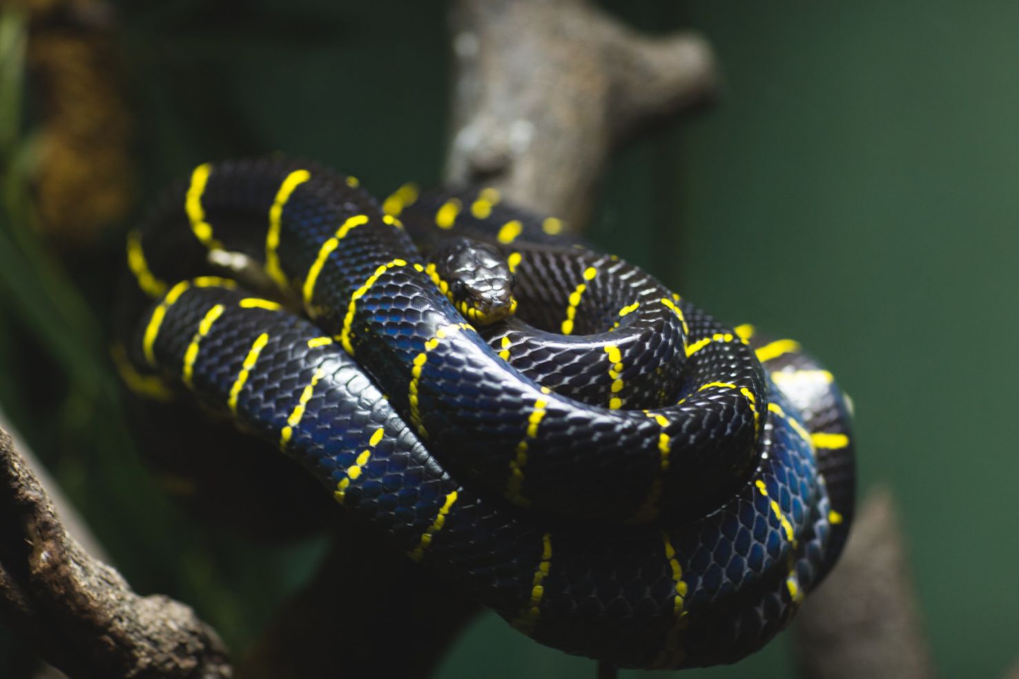 snake at the bronx zoo