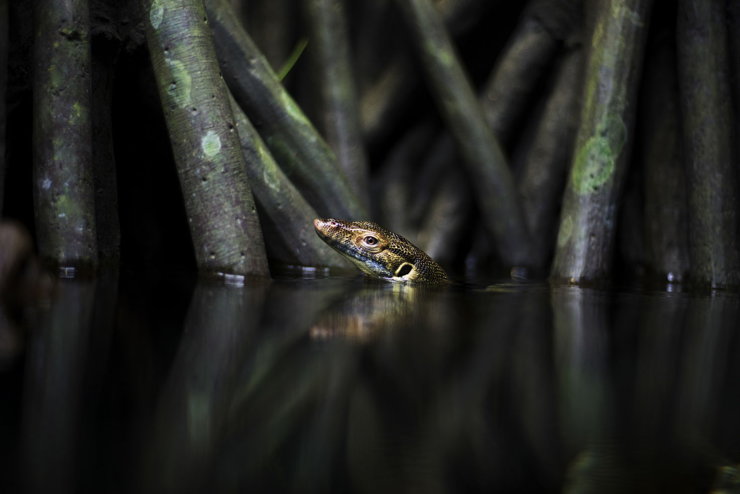 Peek a boo! We love this shot of a monitor lizard at the Bronx Zoo.
