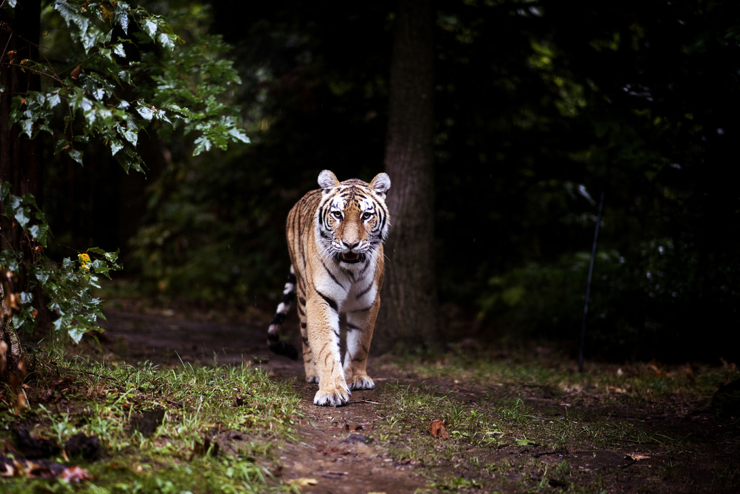 Remember to check out the entire tiger section at the Bronx Zoo or you might miss out on a shot like this.
