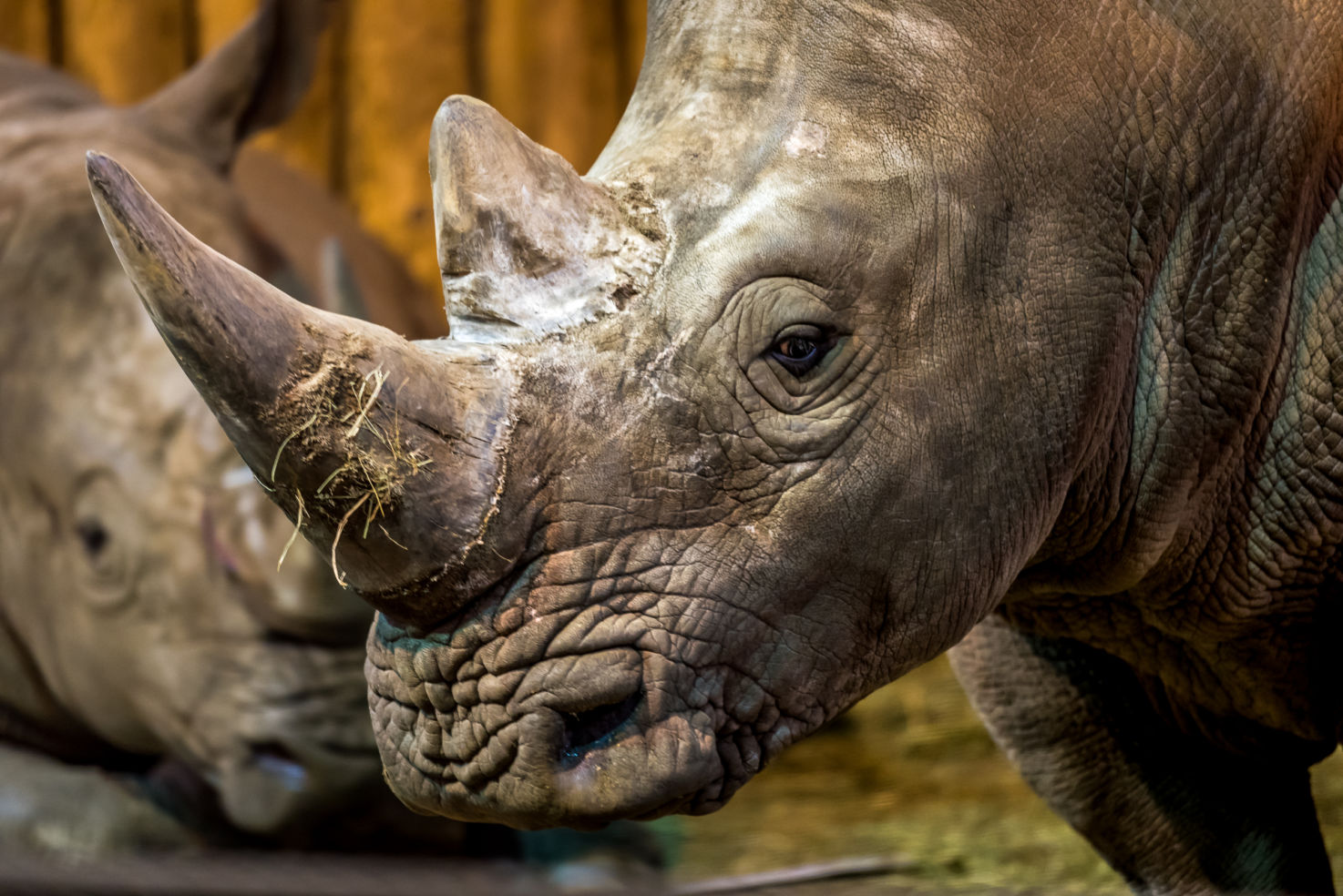 A close up of the southern white rhinoceros. You can visit them at the Zoo Center, a 15-minute walk from the Asia Gate entrance.