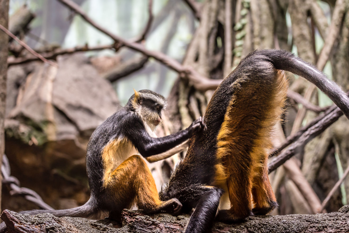 Scratch my back? A tender moment between two Wolf's Mona Monkeys, at the Bronx Zoo’s Congo Gorilla Forest.