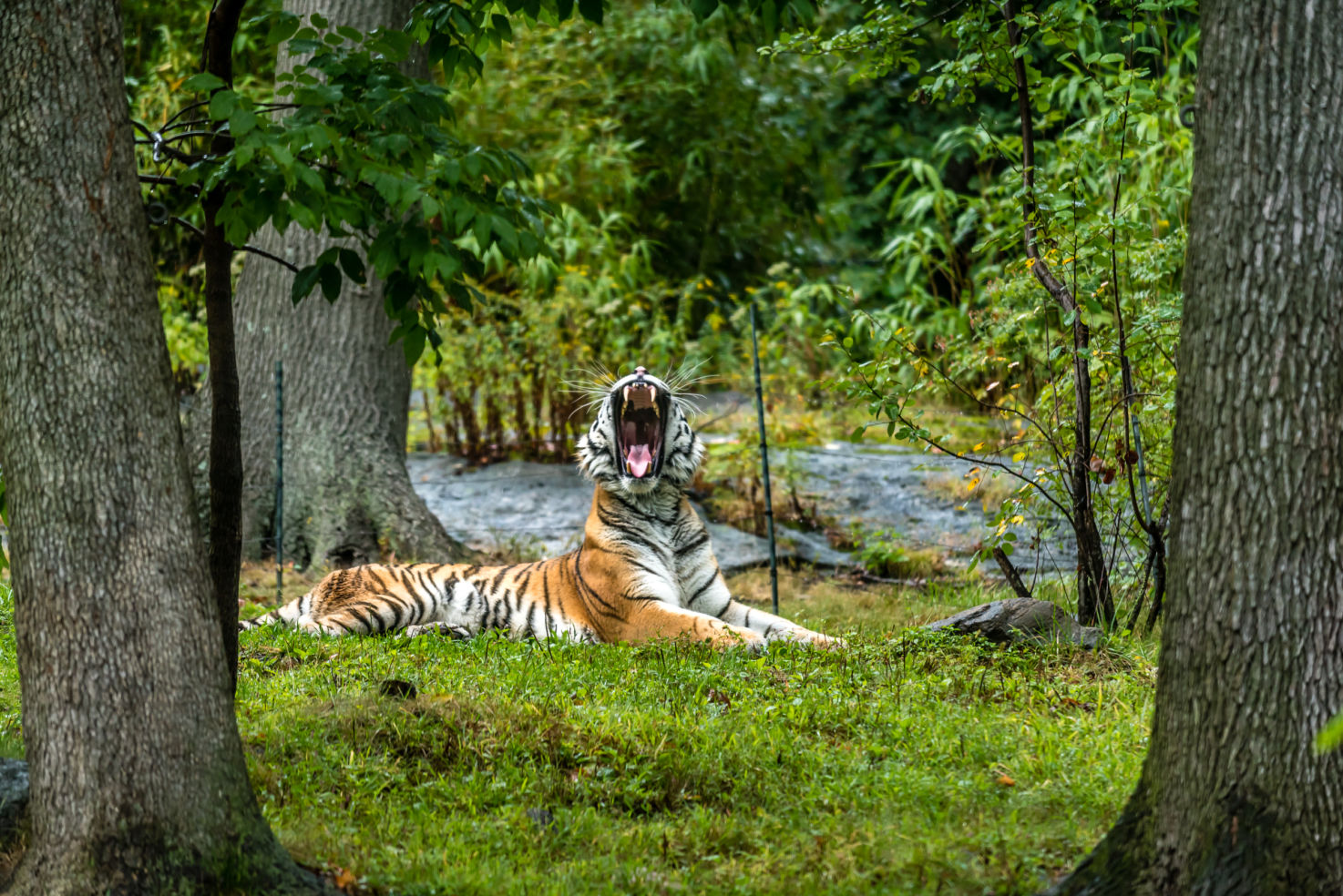 Hear me roar! An amur tiger yawns, showing off its teeth and impressive mouth