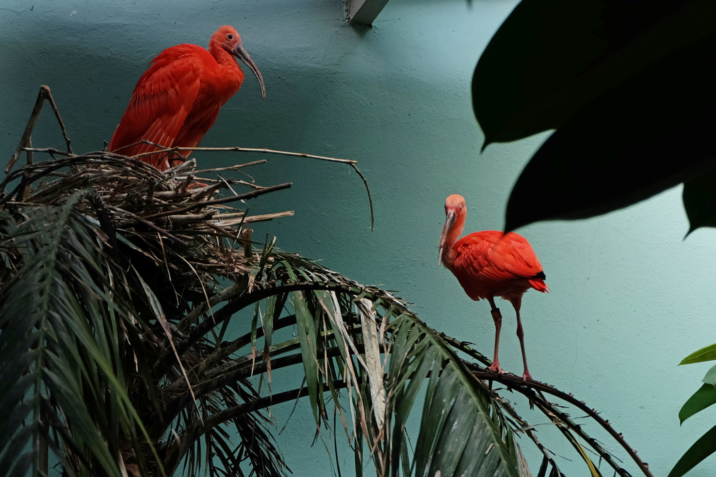 scarlet ibis birds