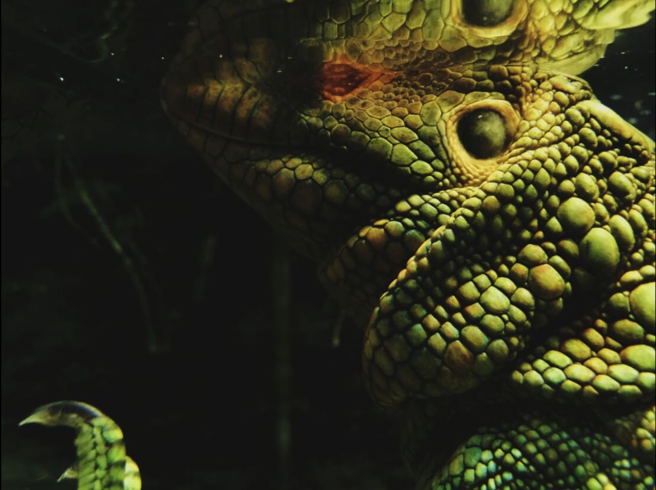 Monitor lizards are strong swimmers in the wild, and are rarely found far from water.