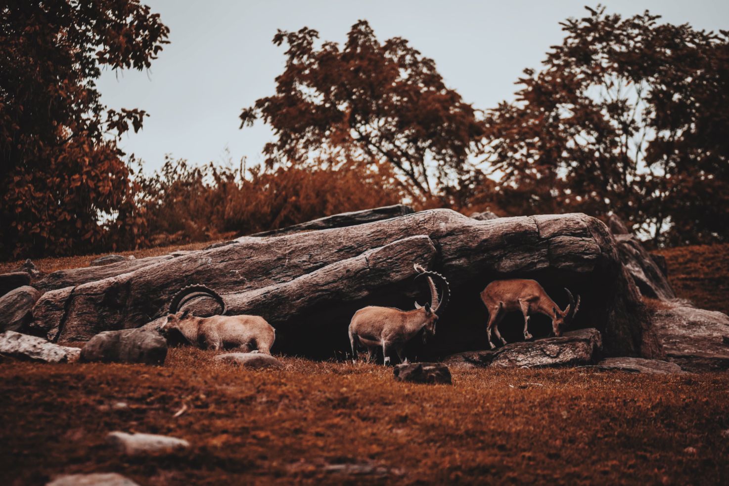 A stunning image of three ibex at the Bronx Zoo.