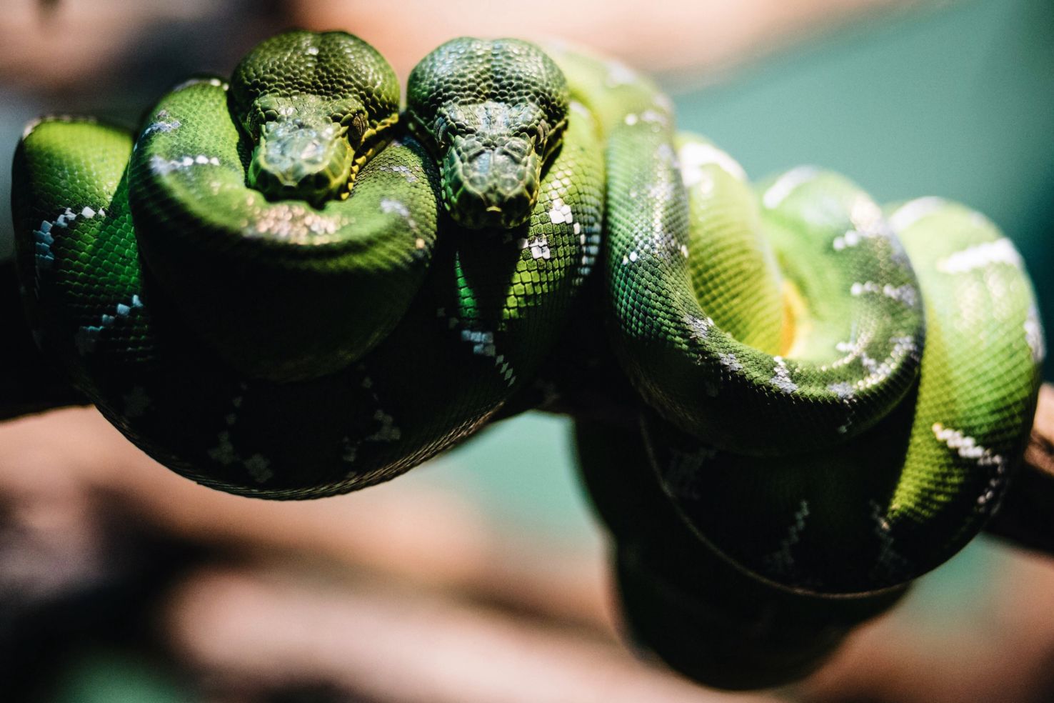 snakes at the bronx zoo