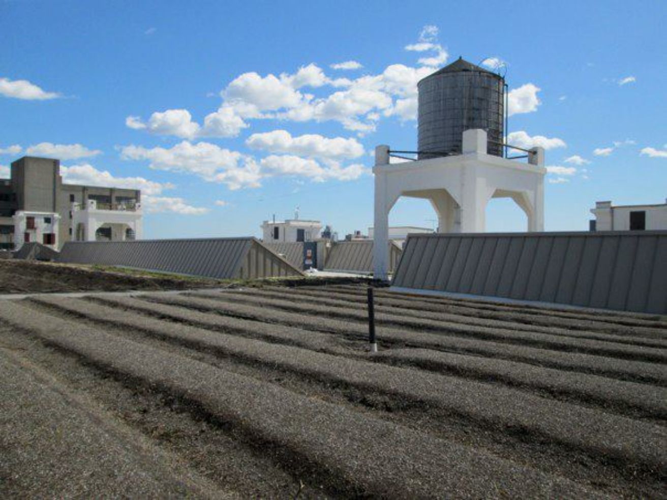Brooklyn Bike Tour Brooklyn Grange Roof View