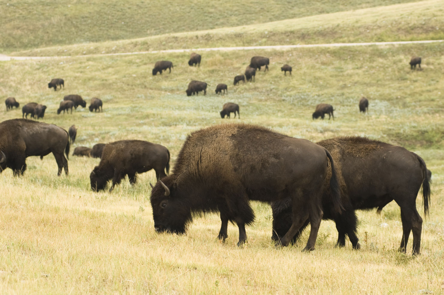 Bucket-List_Custer-State-Park_South-Dakota