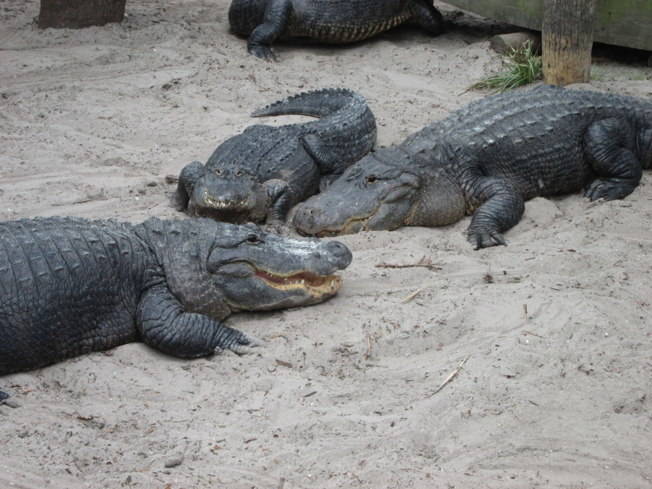 Bucket-List_St-Augustine_Florida_alligators