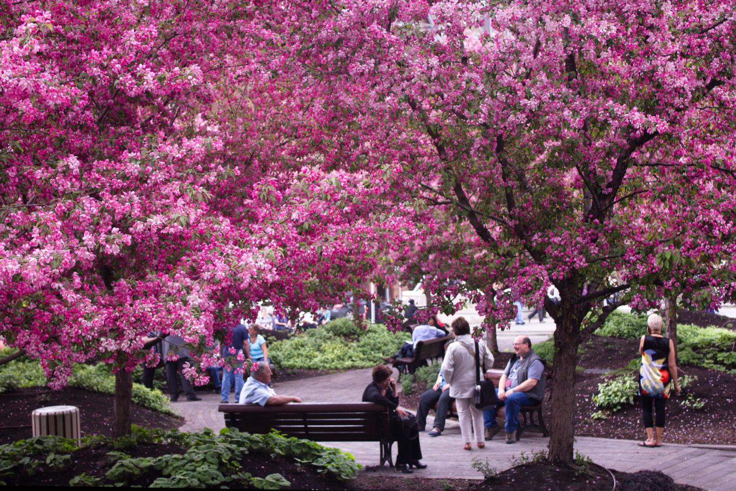 Budget-Spring_Montreal_blossoms_28239272