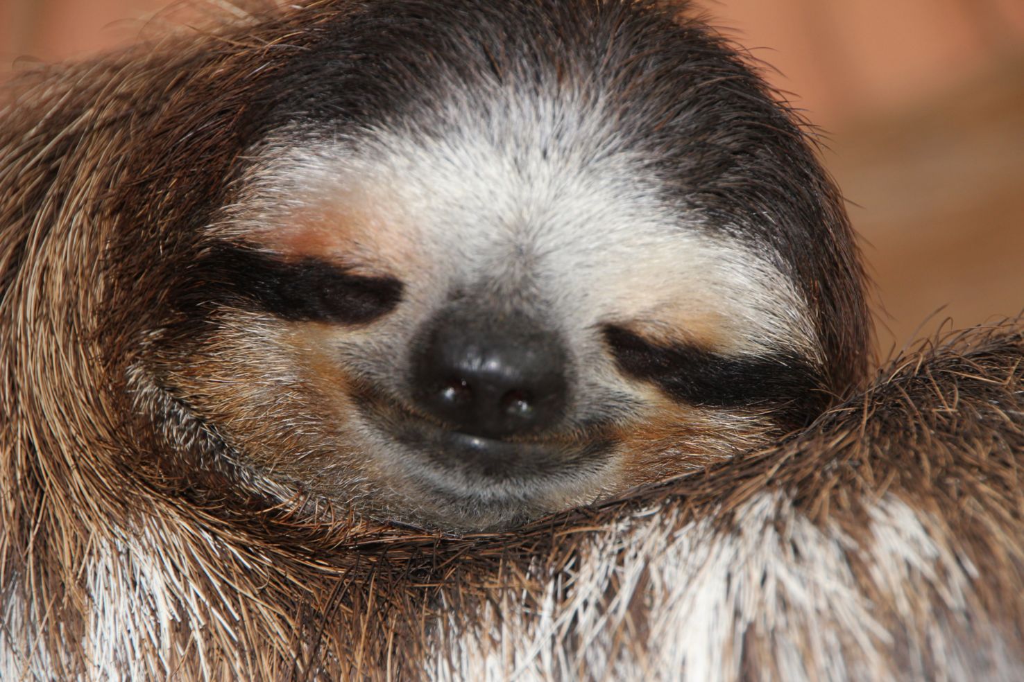 Buttercup the sloth