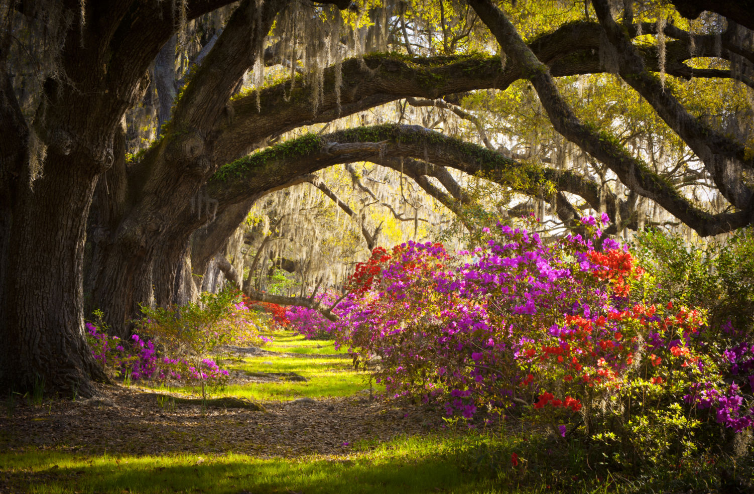 Charleston SC Plantation