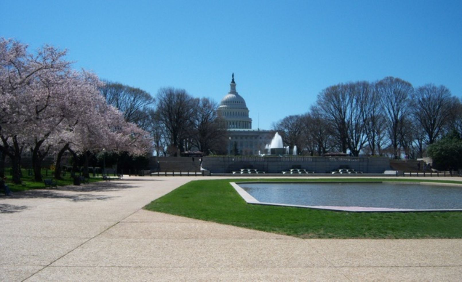 Cherry blossoms at the Capitol Building in Washington, D.C.