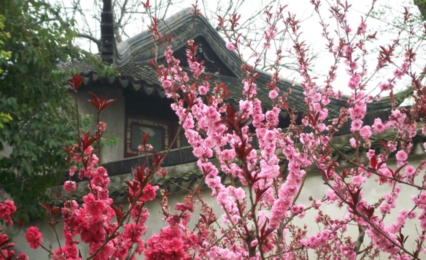 Cherry blossoms in China