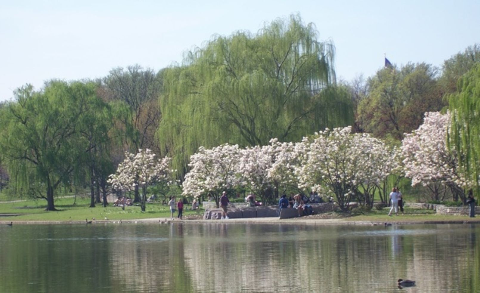 Cherry blossoms around a lake in Washington, D.C.