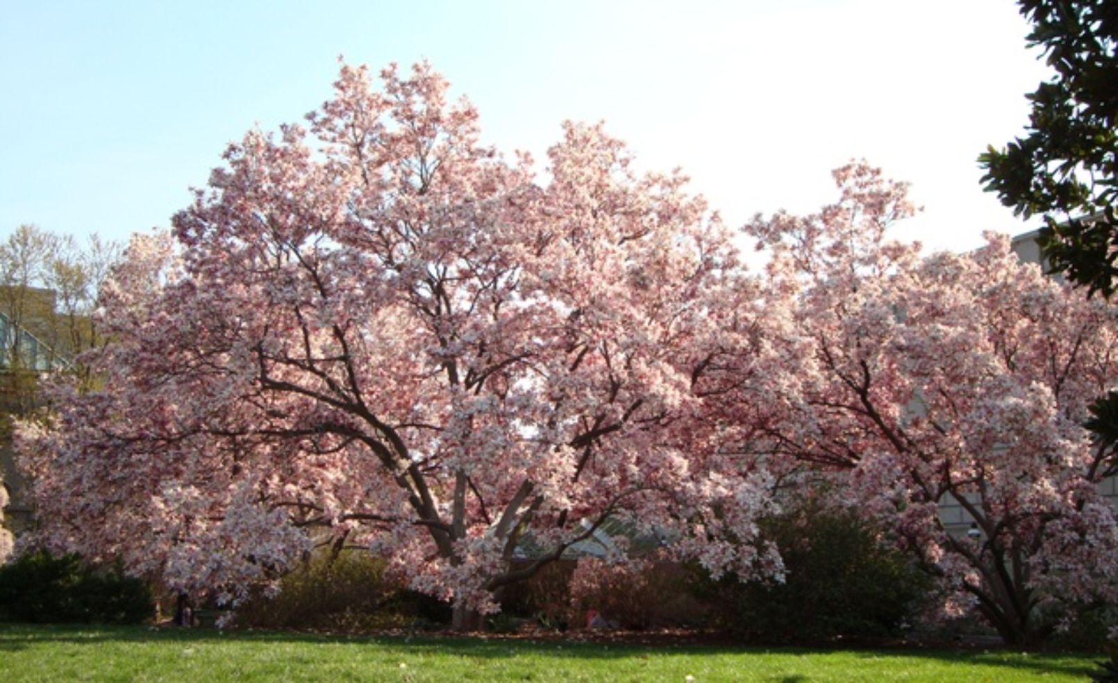 Cherry blossom tree in Washington, D.C.