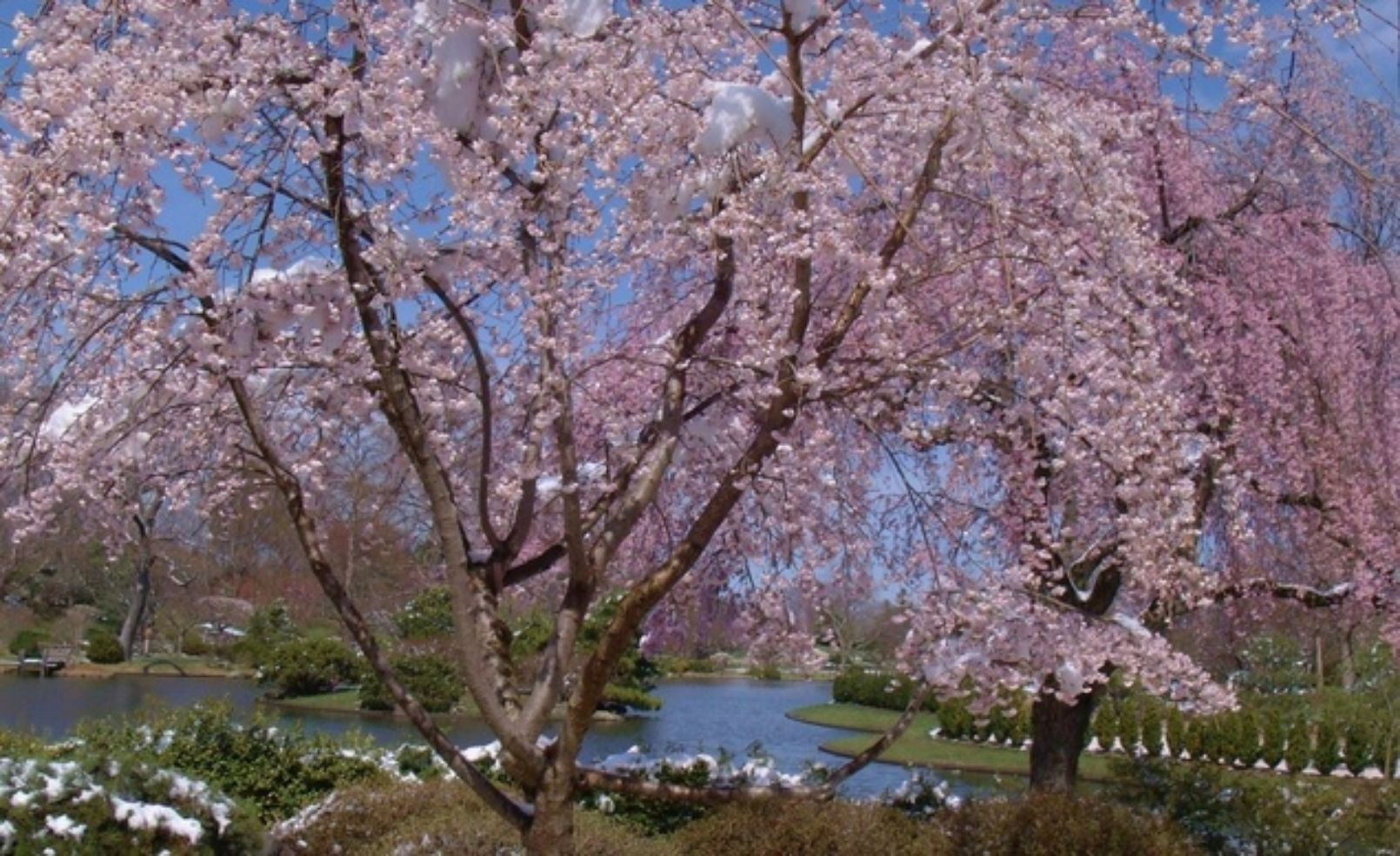 Cherry blossoms in St. Louis, Missouri