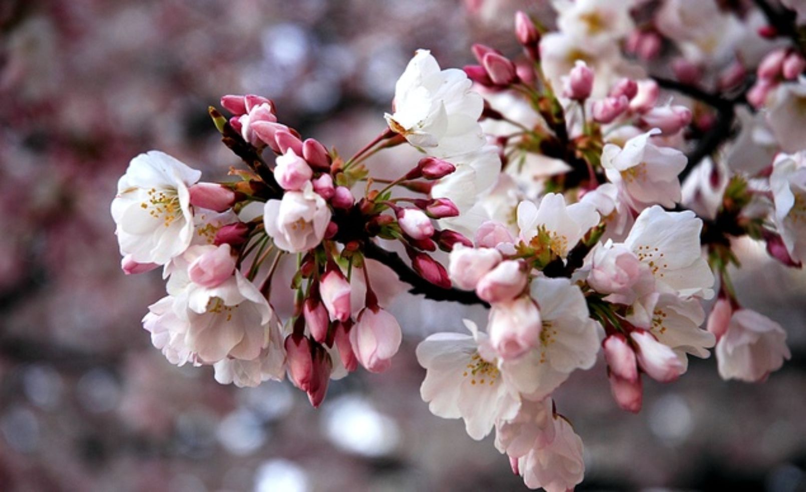 Cherry blossoms in Washington, D.C.