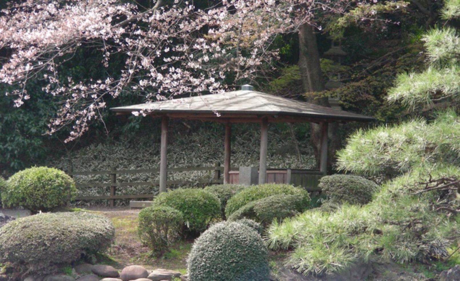Cherry blossoms in Tokyo, Japan