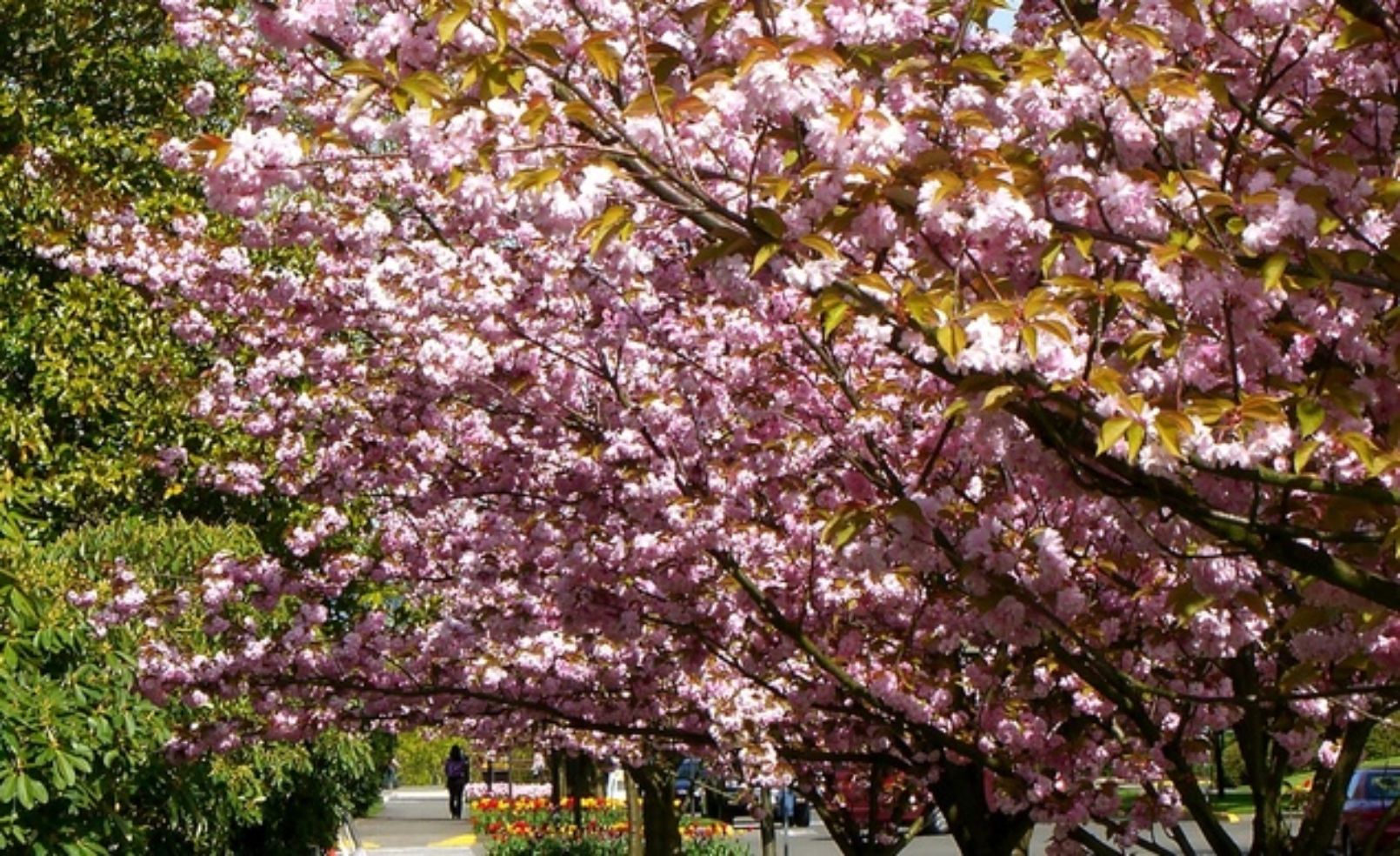Cherry blossoms in Olympia, Washington