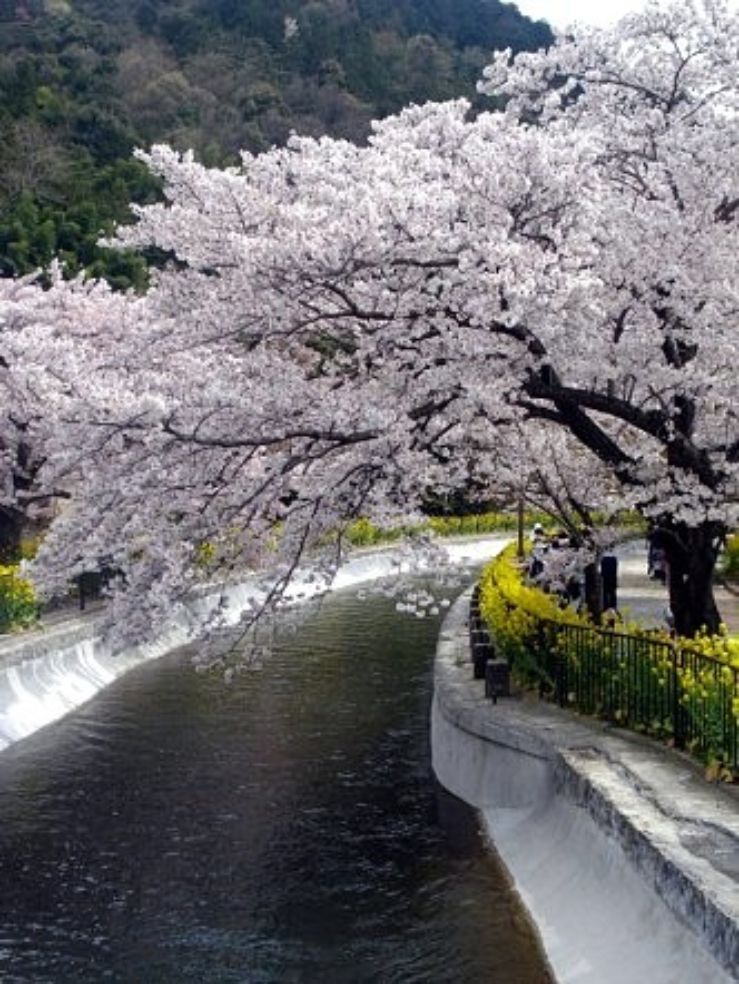 "While wandering through Kyoto, Japan, I was mesmerized by the millions of cherry blossoms above me. It was the most beautiful sight I had ever seen. When the wind would blow, the delicate flowers fell from their branches, covering the earth like a blanket of pink snow."