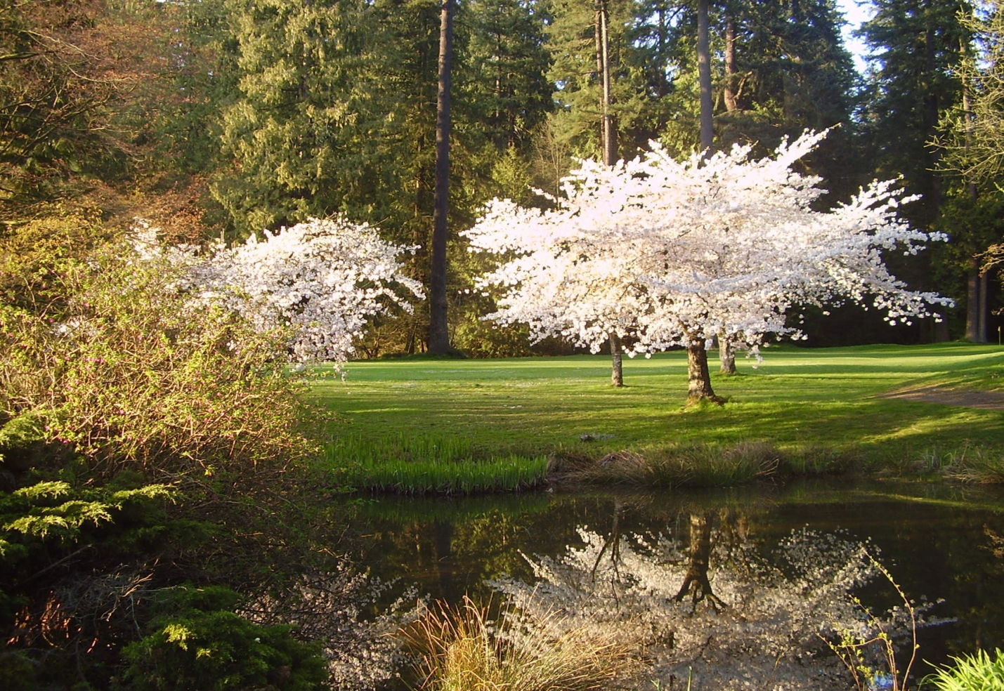 "Cherry blossoms in Burnaby, British Columbia."
