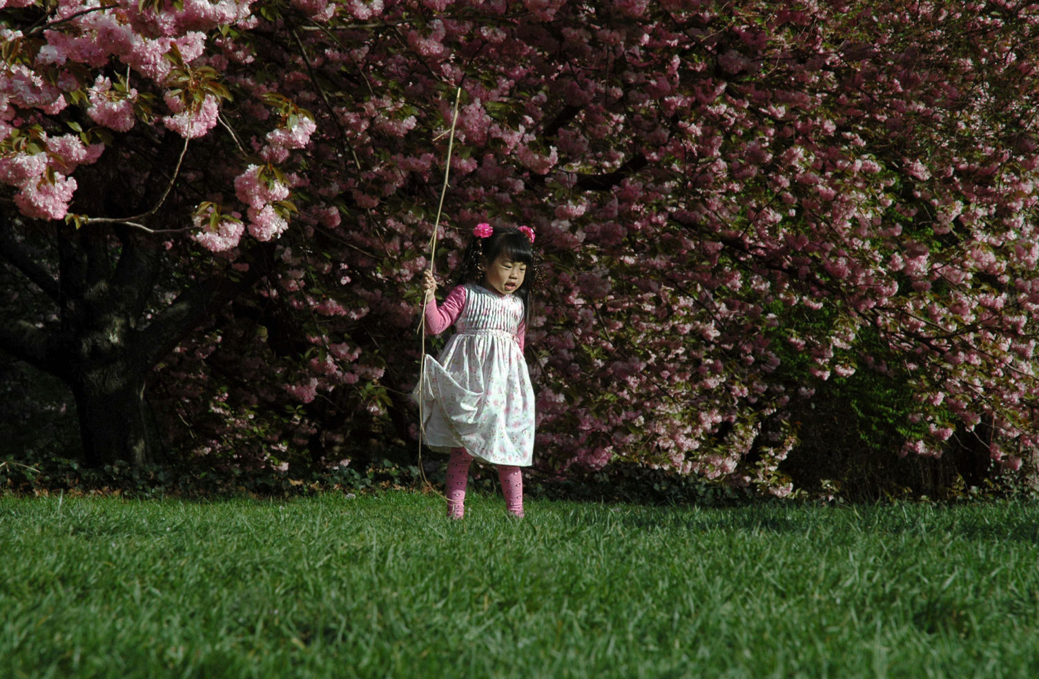 "A young girl enjoying a stick among the cherry blossoms at the Botanical Gardens in Brooklyn, N.Y., 2010."
