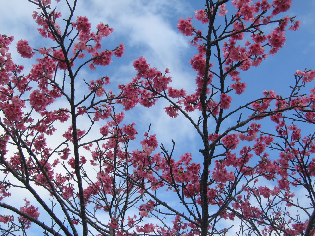 "Cherry blossoms in Okinawa, Japan."