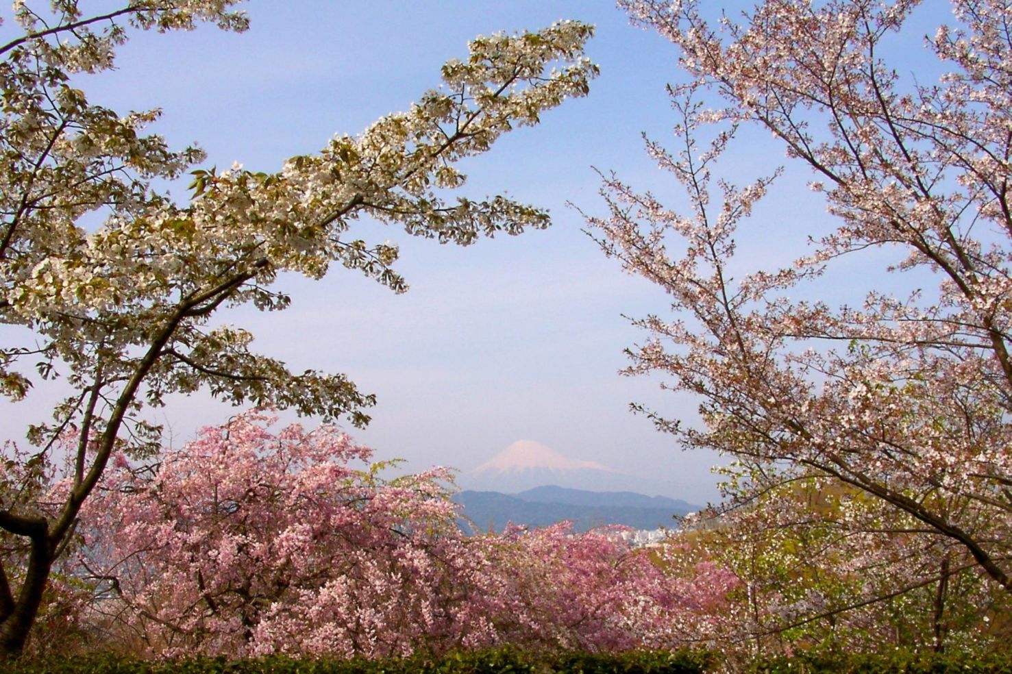 "Cherry blossoms in Shimizu, Japan, with Mount Fuji in the distance."