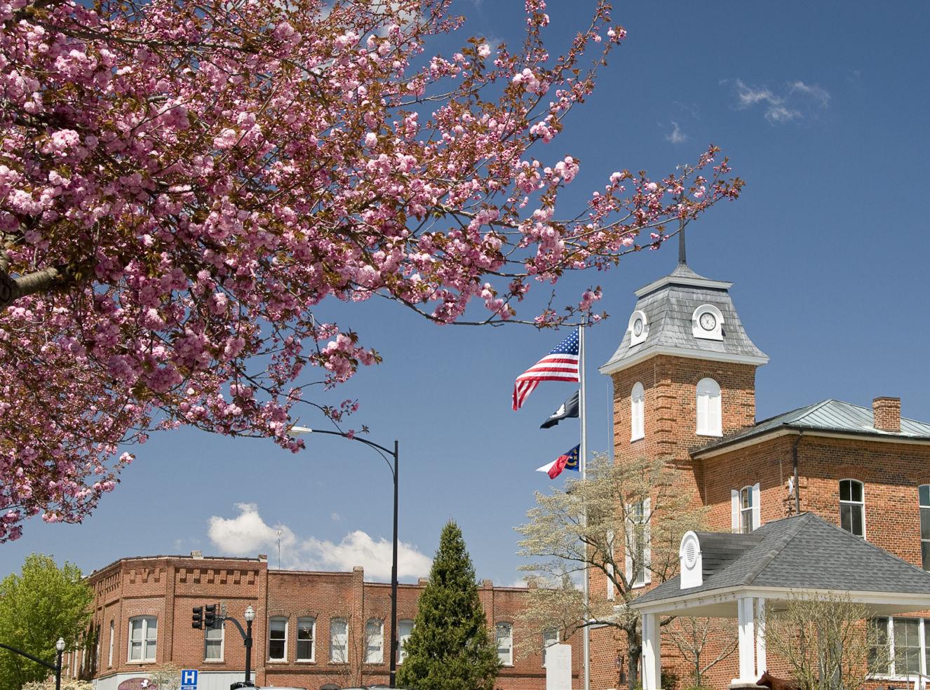 "Main Street explodes with cherry blossoms in Brevard, N.C."