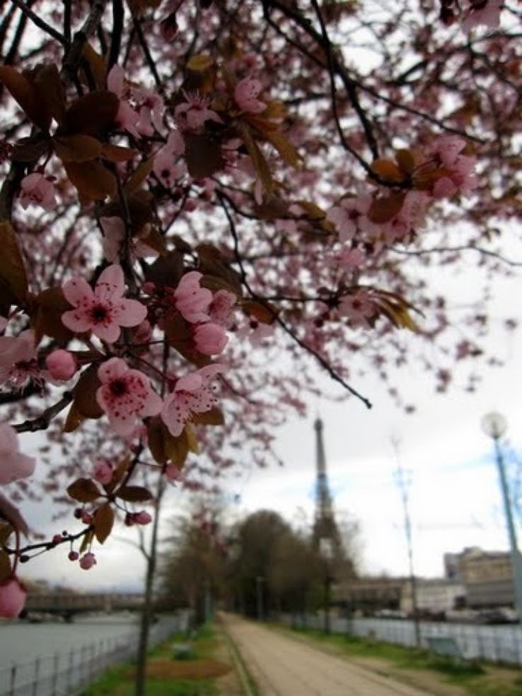 "Along Allee de Cygnes during spring time in Paris."