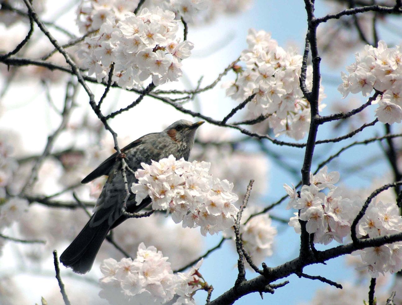 "Cherry blossoms in Tokyo's Ueno Park."