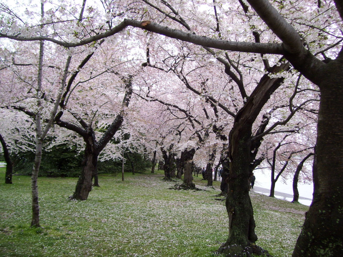 "Cherry blossoms in Washington, D.C."