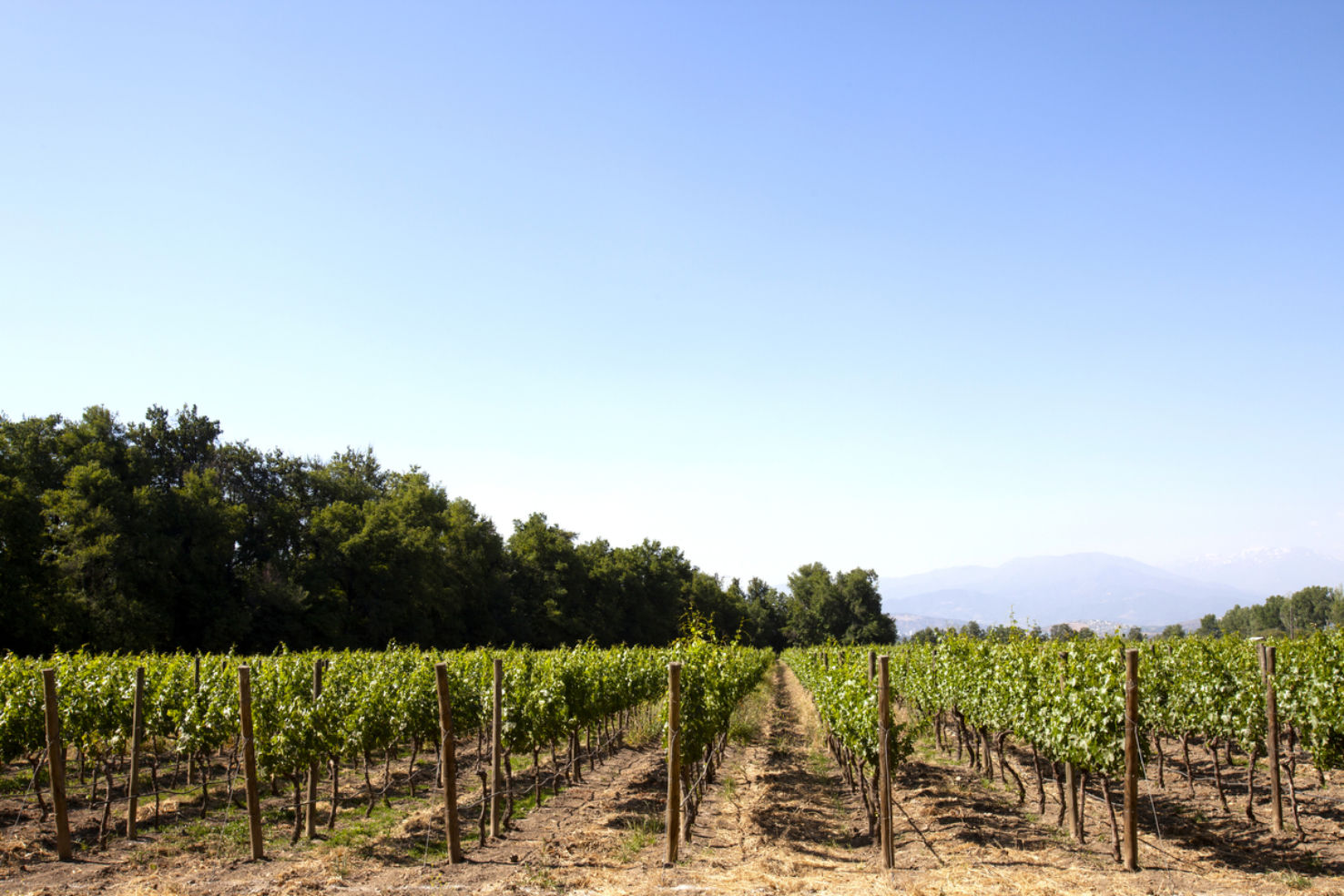 Maipo valley vineyards