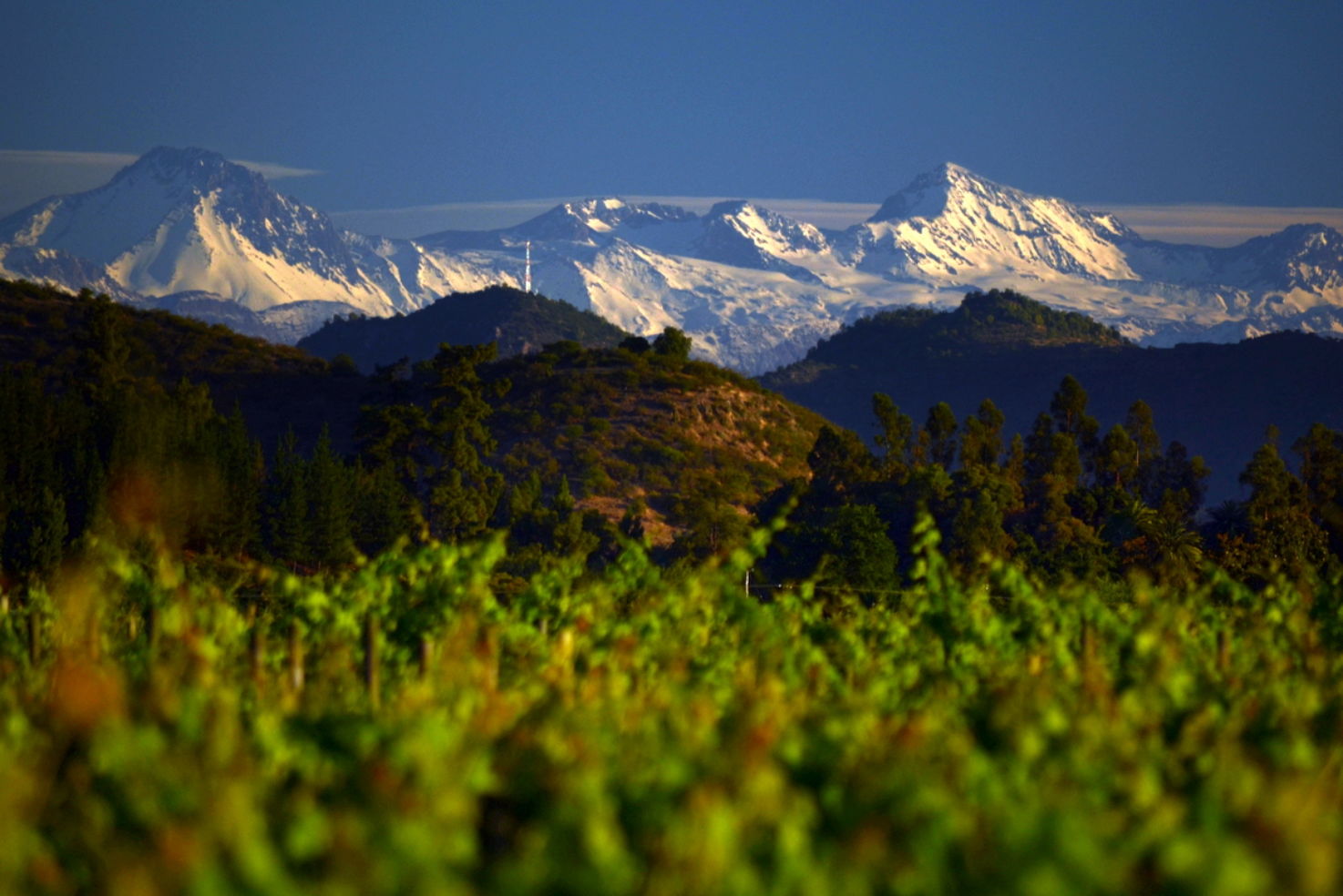 Vineyards near Santa Cruz, Chile.