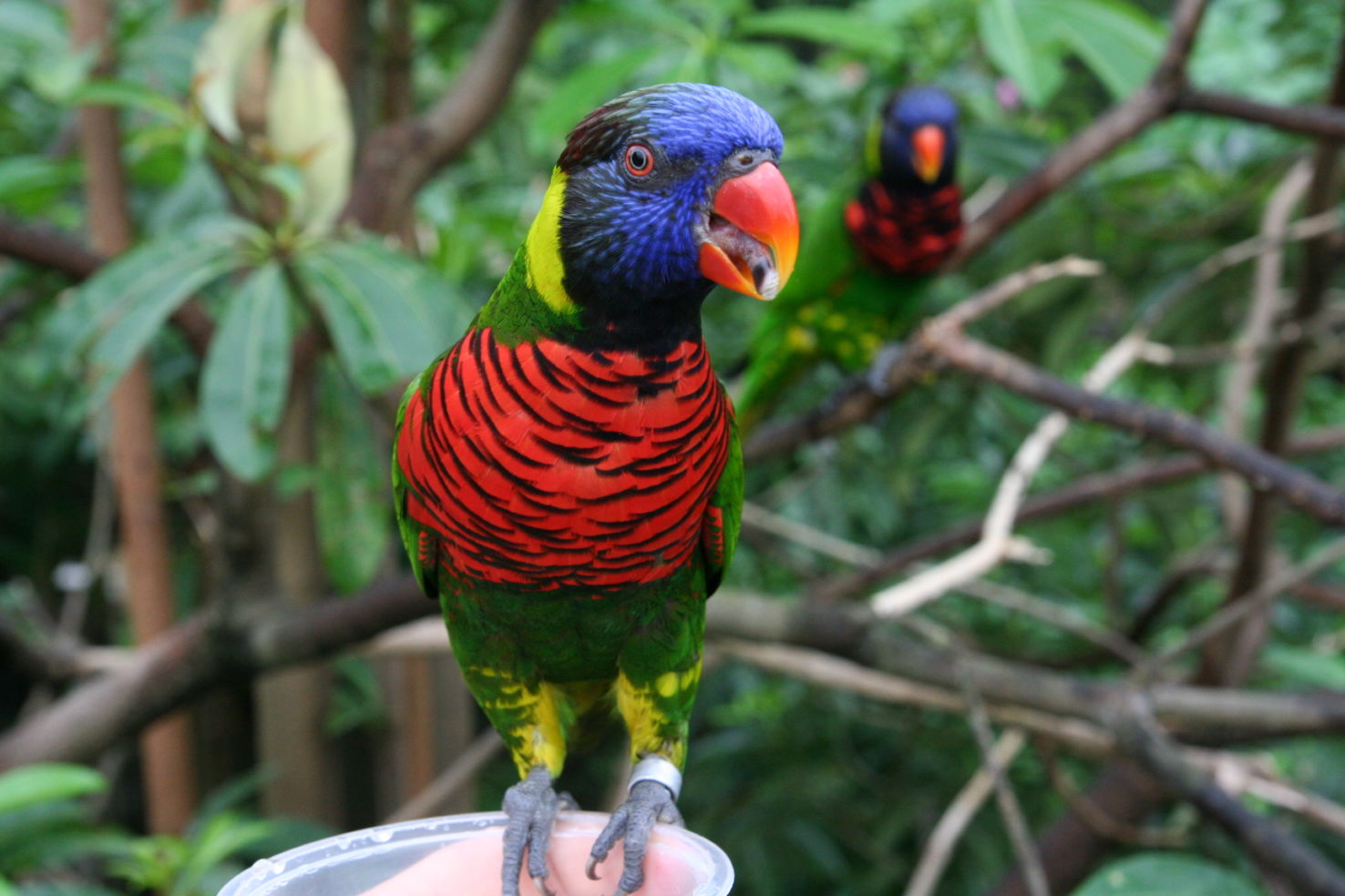 A macaw in Jurong Bird Park in Singapore