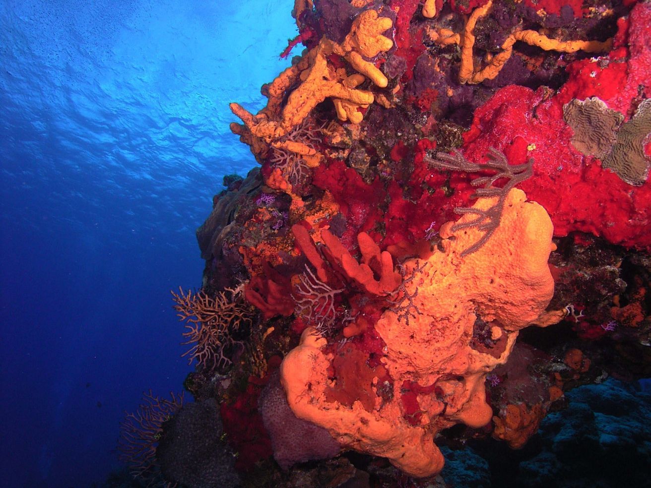 Coral Reef in Cozumel, Mexico