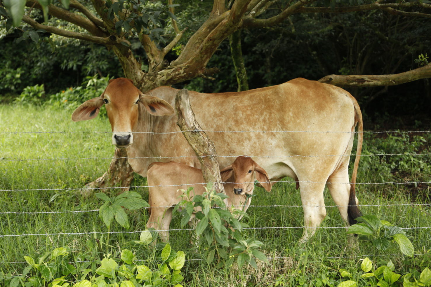 Costa-Rica_Whitney-Tressel_cows