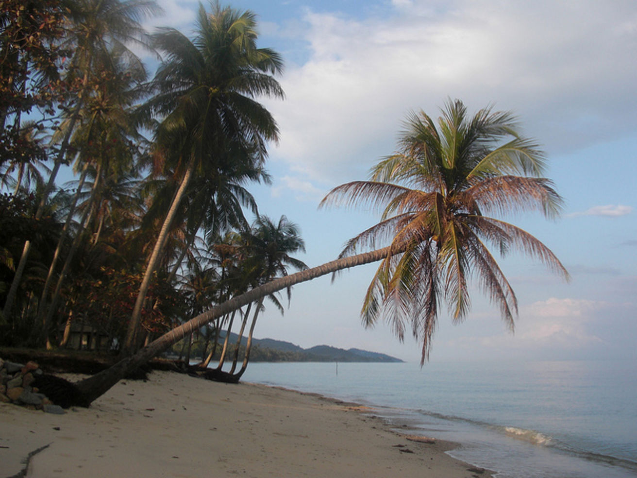 Palm trees on the beach in Koh Samui, Thailand
