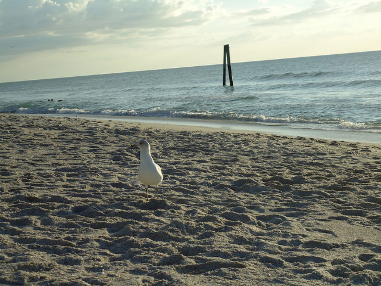 A seagull on a secluded beach on Little Gasparilla Island, Florida